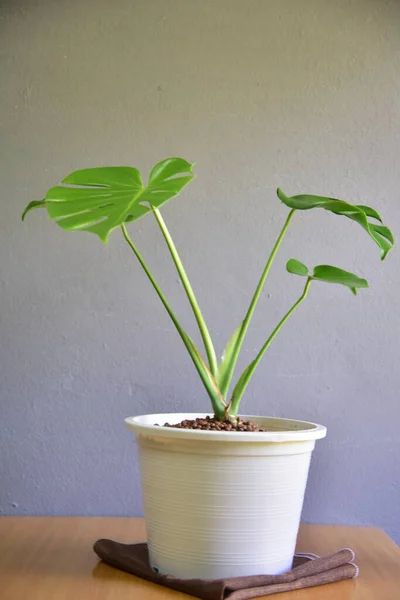 Lindas Plantas Interior Pared Gris — Foto de Stock