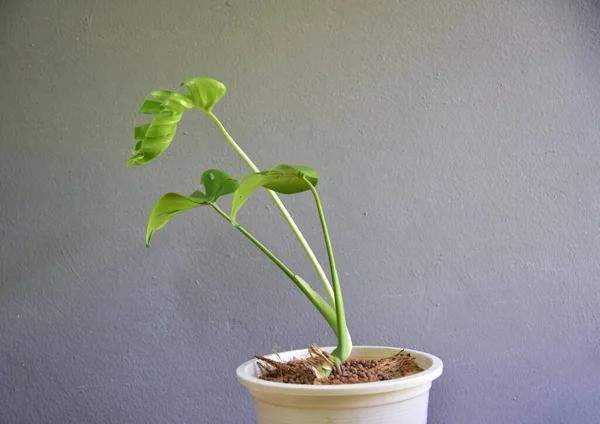 Lindas Plantas Interior Pared Gris — Foto de Stock