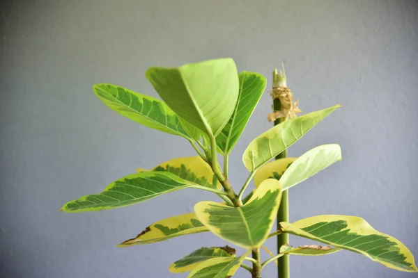 Plantele Interior Drăguțe Peretele Gri — Fotografie, imagine de stoc