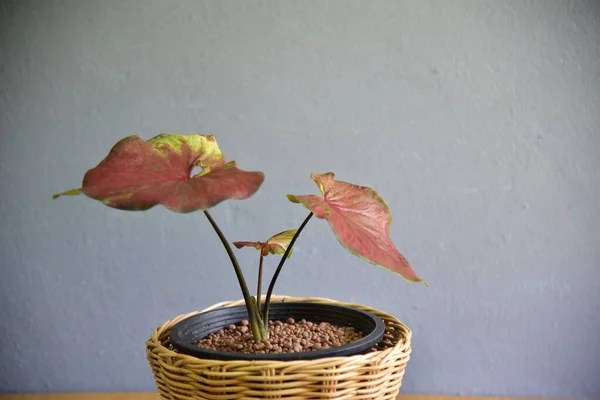 Lindas Plantas Interior Pared Gris — Foto de Stock