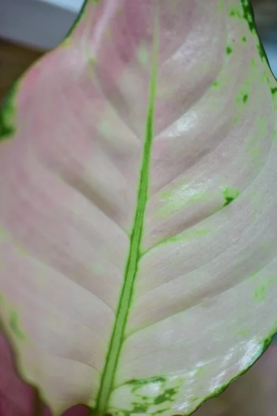 Cerca Hoja Plantas Naturaleza —  Fotos de Stock