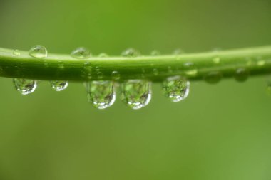 Yağmurdan sonra bitkilerdeki su damlasını kapat.