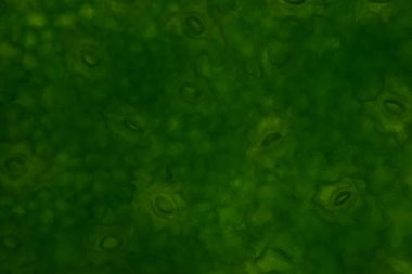 Mikroskop ile bulunan bitki hücrelerinin stomatalarını kapat.