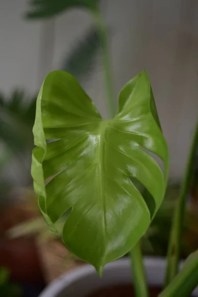 Färska Gröna Växter Blad Monstera Dericiosa — Stockfoto