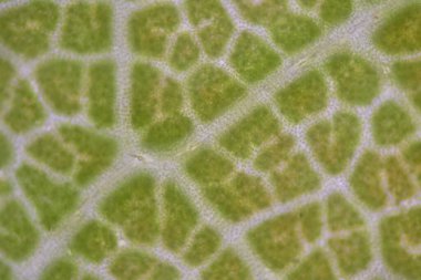 Mikroskop ile bulunan bitki hücrelerinin stomatalarını kapat.