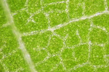 Mikroskop ile bulunan bitki hücrelerinin stomatalarını kapat.