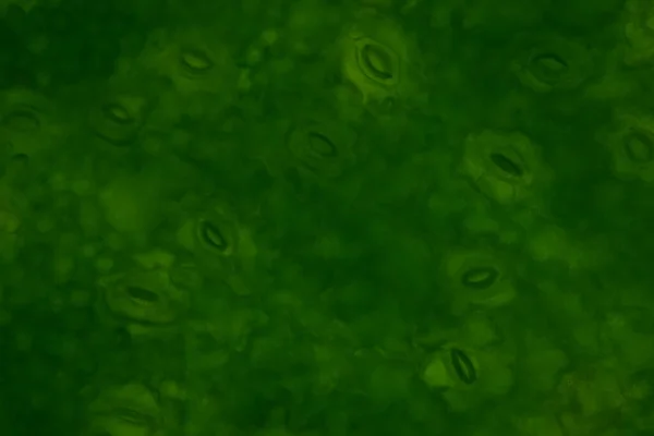 Закрыть Стоматы Клеток Растений Найти Помощью Микроскопа — стоковое фото