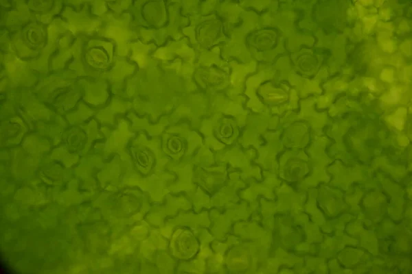 植物細胞のストーマを顕微鏡で観察し — ストック写真