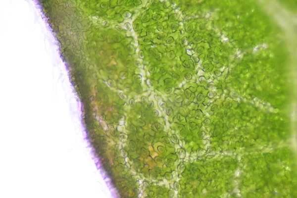 Закрыть Стоматы Клеток Растений Найти Помощью Микроскопа — стоковое фото