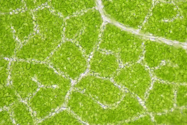 Nahaufnahme Stomaten Von Pflanzenzellen Mit Dem Mikroskop Finden — Stockfoto