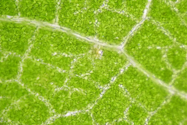 植物細胞のストーマを顕微鏡で観察し — ストック写真