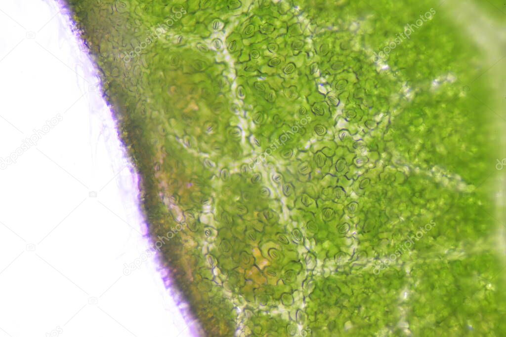 close up Stomatas  of plants cells find with microscope.