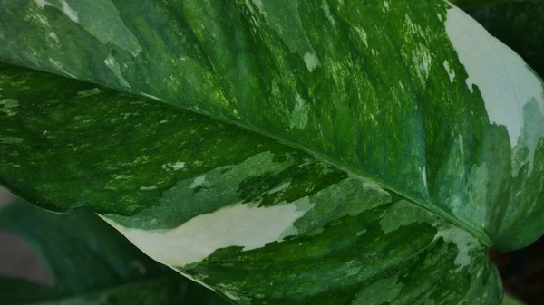 Close Blatt Von Epipremnum Pinnatum Bunte Grüne Pflanzen Konzept — Stockfoto