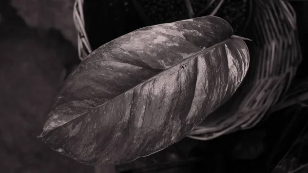 Close Φύλλα Του Epipremnum Pinnatum Ποικιλόμορφη Έννοια Πράσινα Φυτά Μονοτόνη — Φωτογραφία Αρχείου