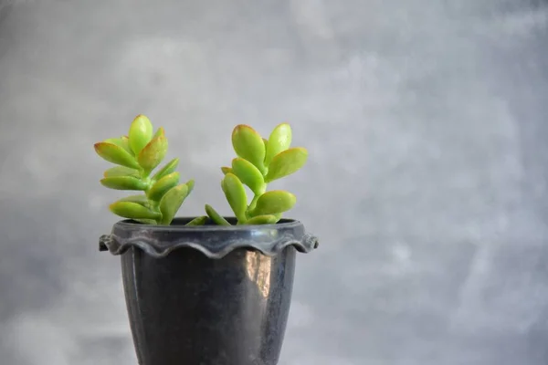 Close Green Plants Gray Background — Stock Photo, Image