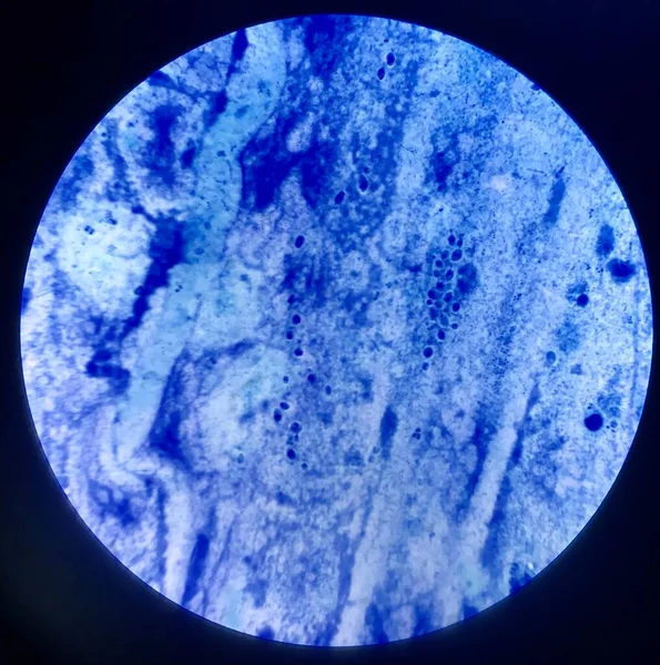 Gram Lekesinde Bakteri Hücresi — Stok fotoğraf
