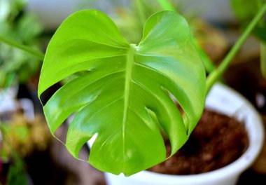 Yeşil yapraklı canavar doğada bitki yetiştiriyor..