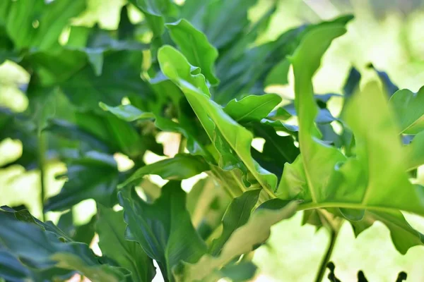 Φυτά Monstera Πράσινα Φύλλα Στη Φύση — Φωτογραφία Αρχείου
