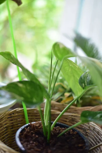 Zamknij Epipremnum Pinnatum Urozmaicone Zielony Liść Przyrodzie — Zdjęcie stockowe