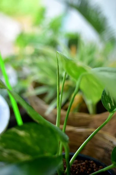 Epipremnum Pinnatum Kapatın Doğada Çeşitlendirilmiş Yeşil Yaprak — Stok fotoğraf