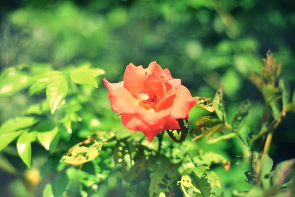 Close Fiore Rosa Arancione Natura — Foto Stock