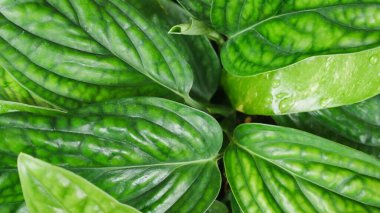 Bahçedeki altın kakaoları kapatın..