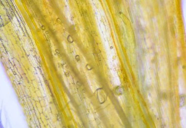 Mikroskop ile bulunan bitki hücrelerinin dokusunu kapat.