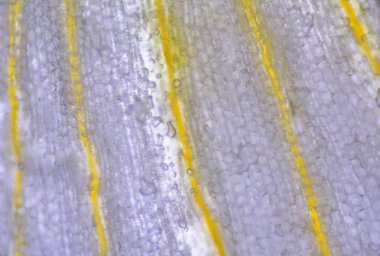 Mikroskop ile bulunan bitki hücrelerinin dokusunu kapat.