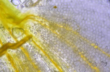 Mikroskop ile bulunan bitki hücrelerinin dokusunu kapat.