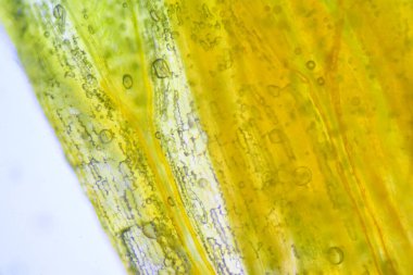 Mikroskop ile bulunan bitki hücrelerinin dokusunu kapat.