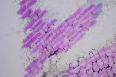 Mikroskop ile bulunan bitki hücrelerinin dokusunu kapat.