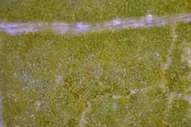 Mikroskop ile bulunan bitki hücrelerinin dokusunu kapat.