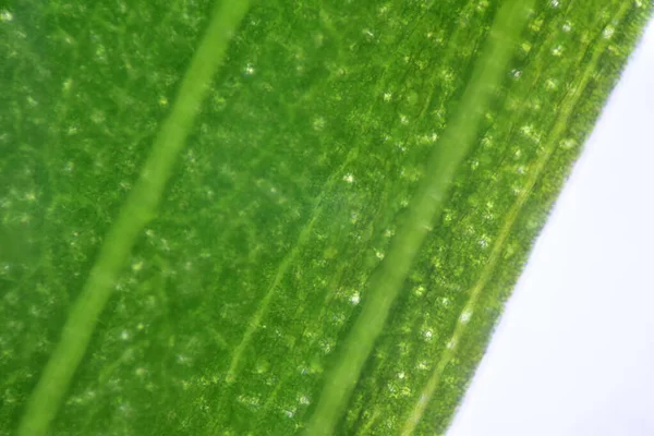 Cerca Textura Las Células Las Plantas Encuentran Con Microscopio — Foto de Stock