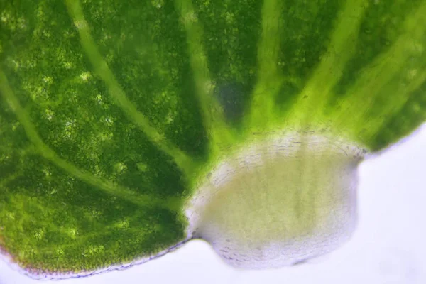 Zavřít Texturu Buněk Rostlin Pomocí Mikroskopu — Stock fotografie