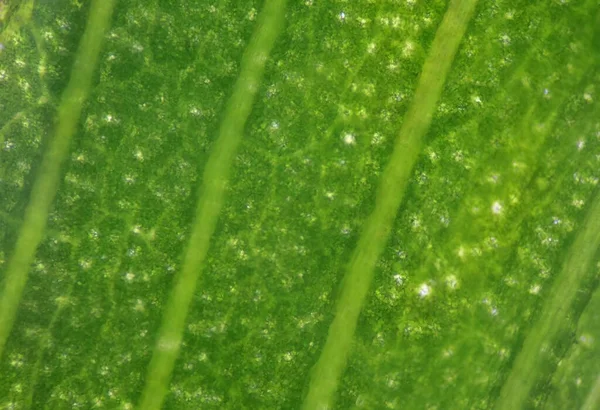 Cerca Textura Las Células Las Plantas Encuentran Con Microscopio — Foto de Stock