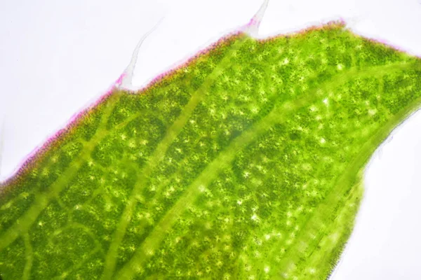 Close Textuur Van Planten Cellen Vinden Met Microscoop — Stockfoto