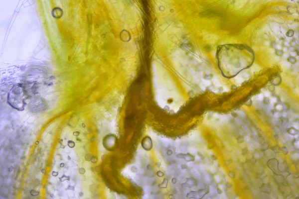 Κοντινή Υφή Των Κυττάρων Των Φυτών Βρείτε Μικροσκόπιο — Φωτογραφία Αρχείου