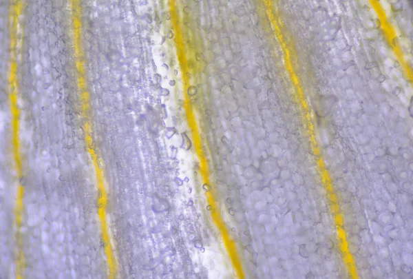 Textura Apropiată Celulelor Plantelor Găsită Microscop — Fotografie, imagine de stoc