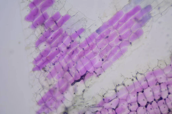 显微镜下观察植物细胞的近视纹理 — 图库照片