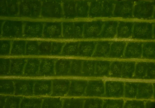 현미경으로 발견되는 세포의 — 스톡 사진