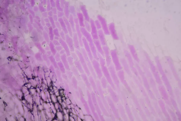Nahaufnahme Der Textur Von Pflanzenzellen Mit Dem Mikroskop — Stockfoto
