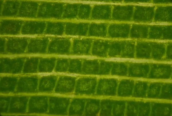 Gros Plan Sur Texture Des Cellules Végétales Trouvées Microscope — Photo