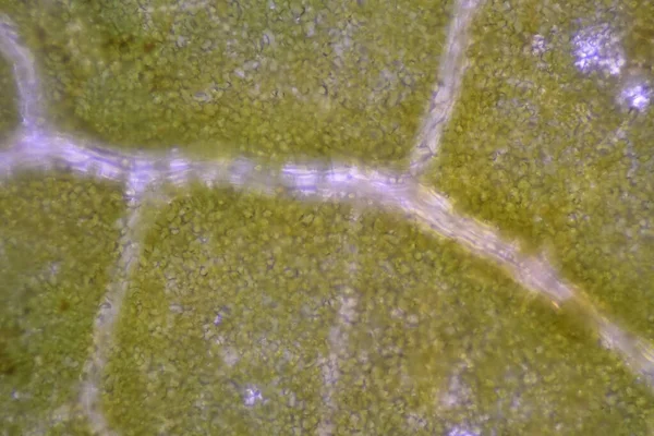 显微镜下观察植物细胞的近视纹理 — 图库照片