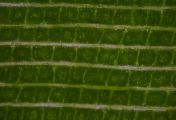 Close Textuur Van Planten Cellen Vinden Met Microscoop — Stockfoto