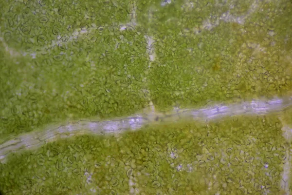 Närbild Textur Växter Celler Hitta Med Mikroskop — Stockfoto