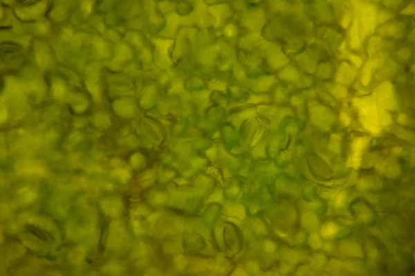 顕微鏡で見つける植物細胞の質感を閉じます — ストック写真