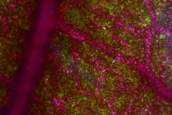 显微镜下观察植物细胞的近视纹理 — 图库照片