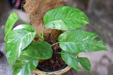 Bulanık arkaplanda güzel yeşil bir yaprak.