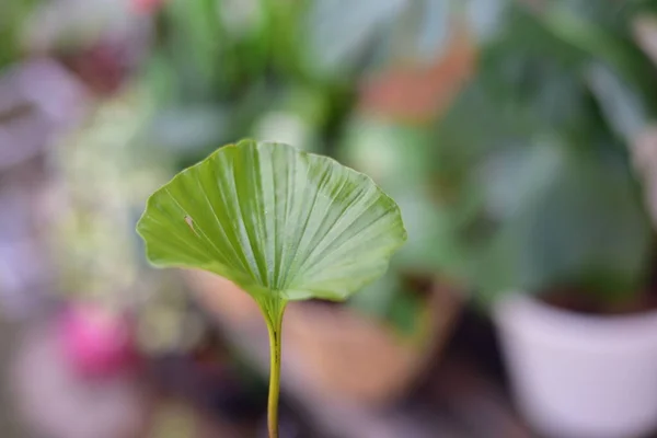 Bonita Hoja Verde Naturaleza Sobre Fondo Borroso — Foto de Stock