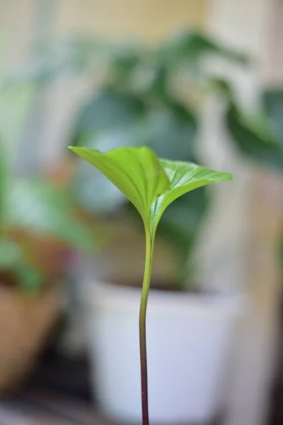 Vackra Gröna Blad Naturen Suddig Bakgrund — Stockfoto